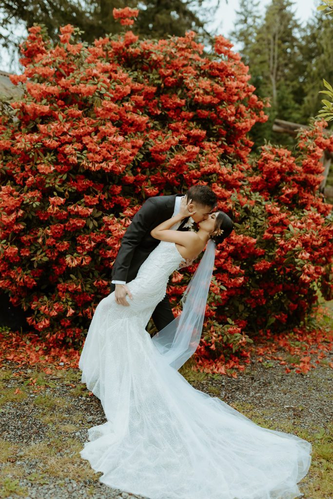 the groom is dipping the bride for a kiss in front of red flower bush with long wedding dress train and veil